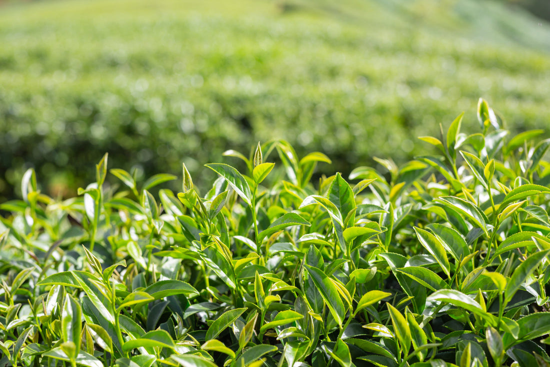 Close-up of fresh green tea leaves in a sunlit tea plantation