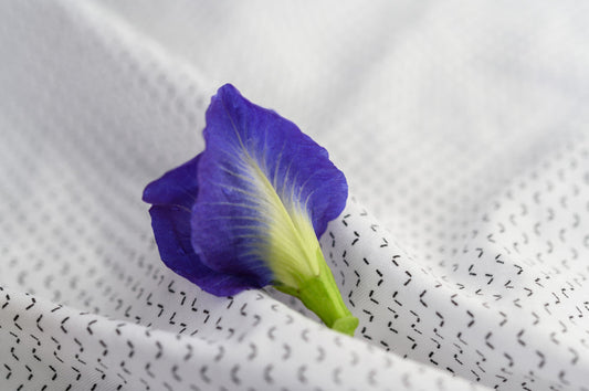 Close-up of a vivid blue and yellow butterfly pea flower on textured white fabric with black dots