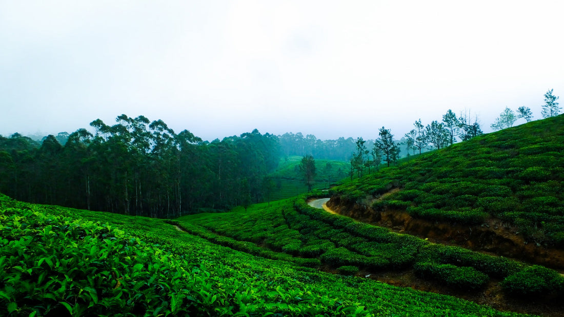 Lush green tea plantation on rolling hills with misty sky and tall trees in the background