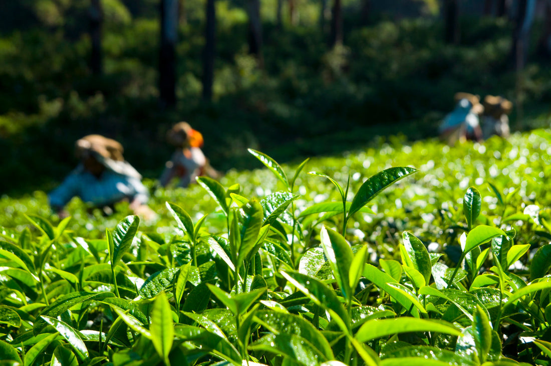 Close-up of fresh green tea leaves in a sunlight tea plantation with blurred workers harvesting in the background