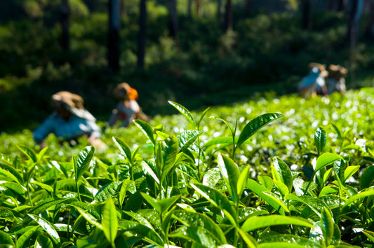 Close-up of fresh green tea leaves in a sunlight tea plantation with blurred workers harvesting in the background