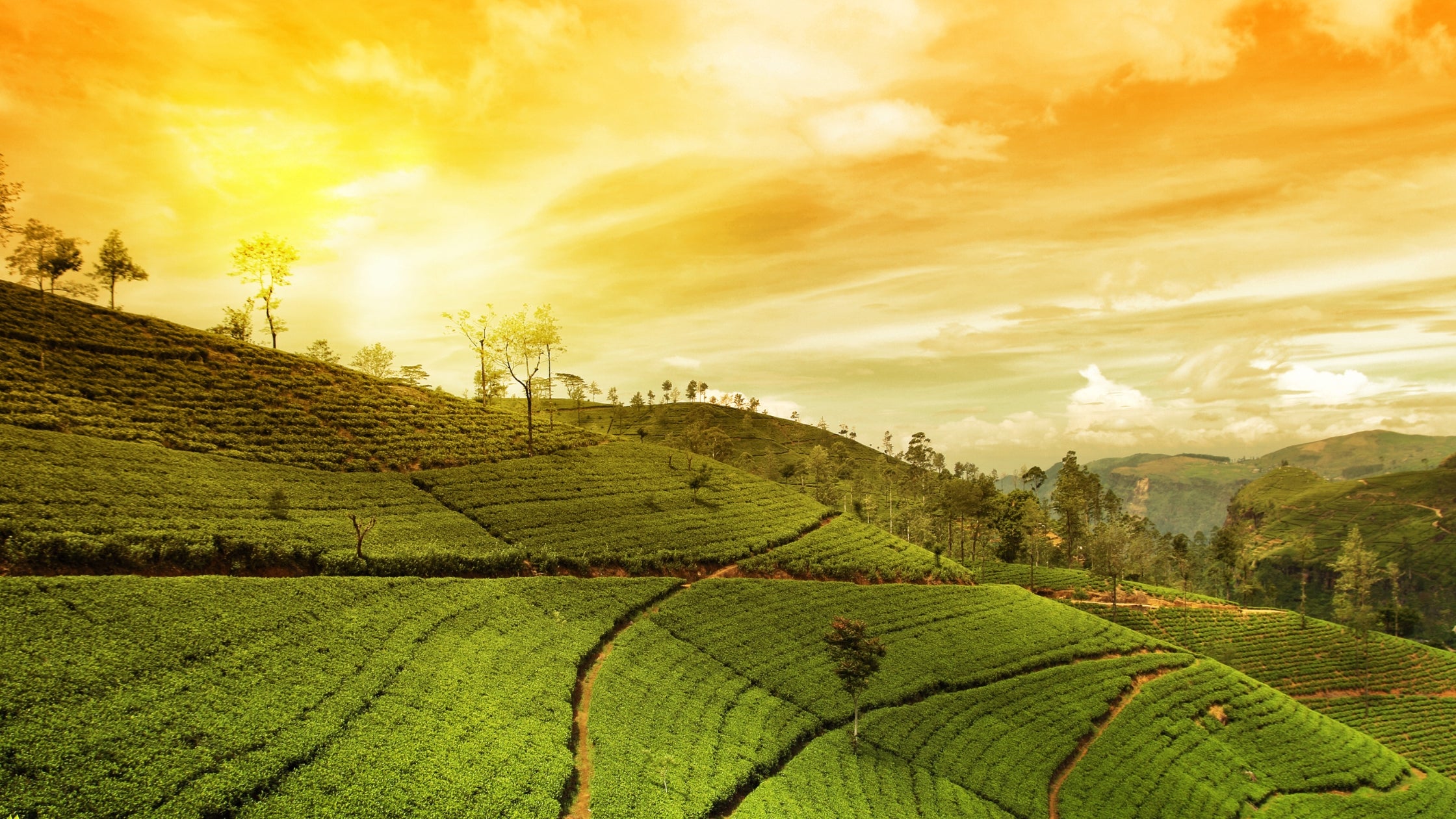 Darjeeling Tea Gardens | Best Darjeeling Teas and Producers - ExoTeas