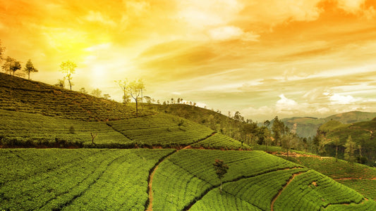 Lush Darjeeling tea garden on rolling hills under a golden sky at sunset
