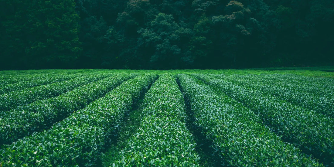 Tea Dropshipping Canada, UK, USA, Ind, etc. Private Label Dropship